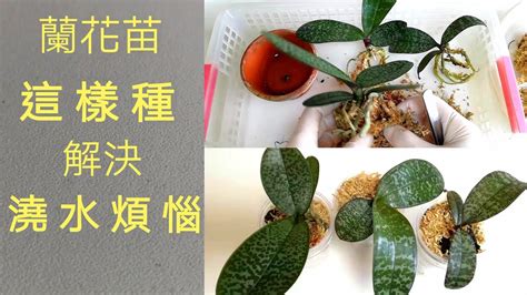 蘭花種植材料